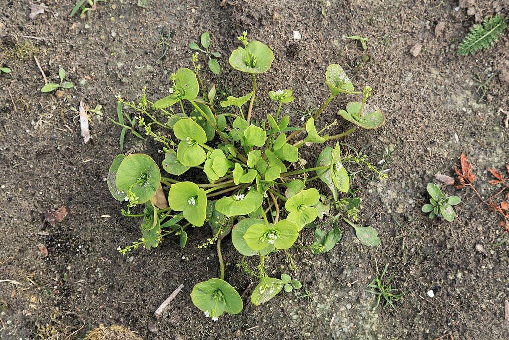 Winter purslane in the greenhouse