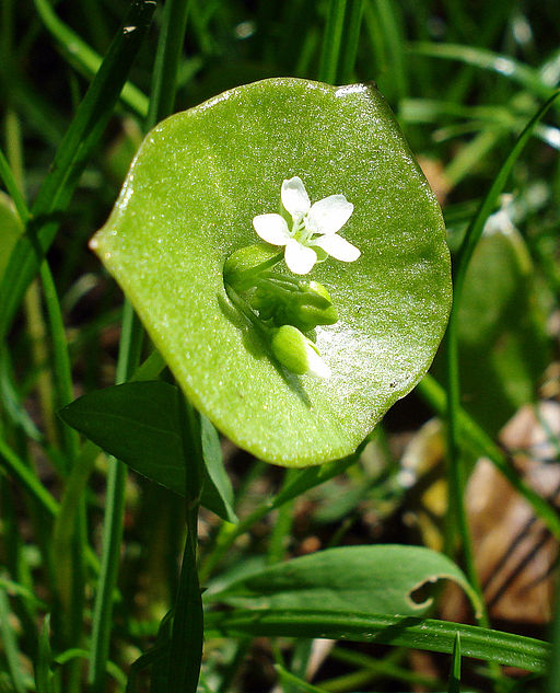 Winterpostelein mit kleiner weißer Blüte