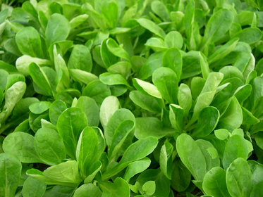 Wintersalat anbauen im Garten oder Hochbeet: Sorten, Aussaat, Ernte