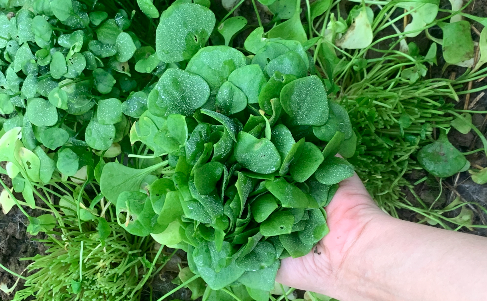Planting and harvesting winter postelein in winter