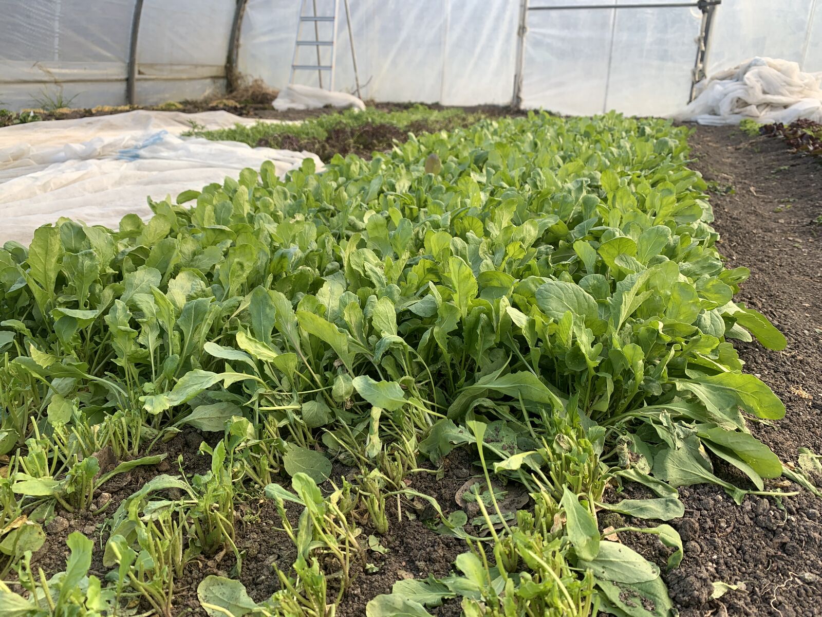 Feldsalat-Ernte im Gewächshaus im Winter