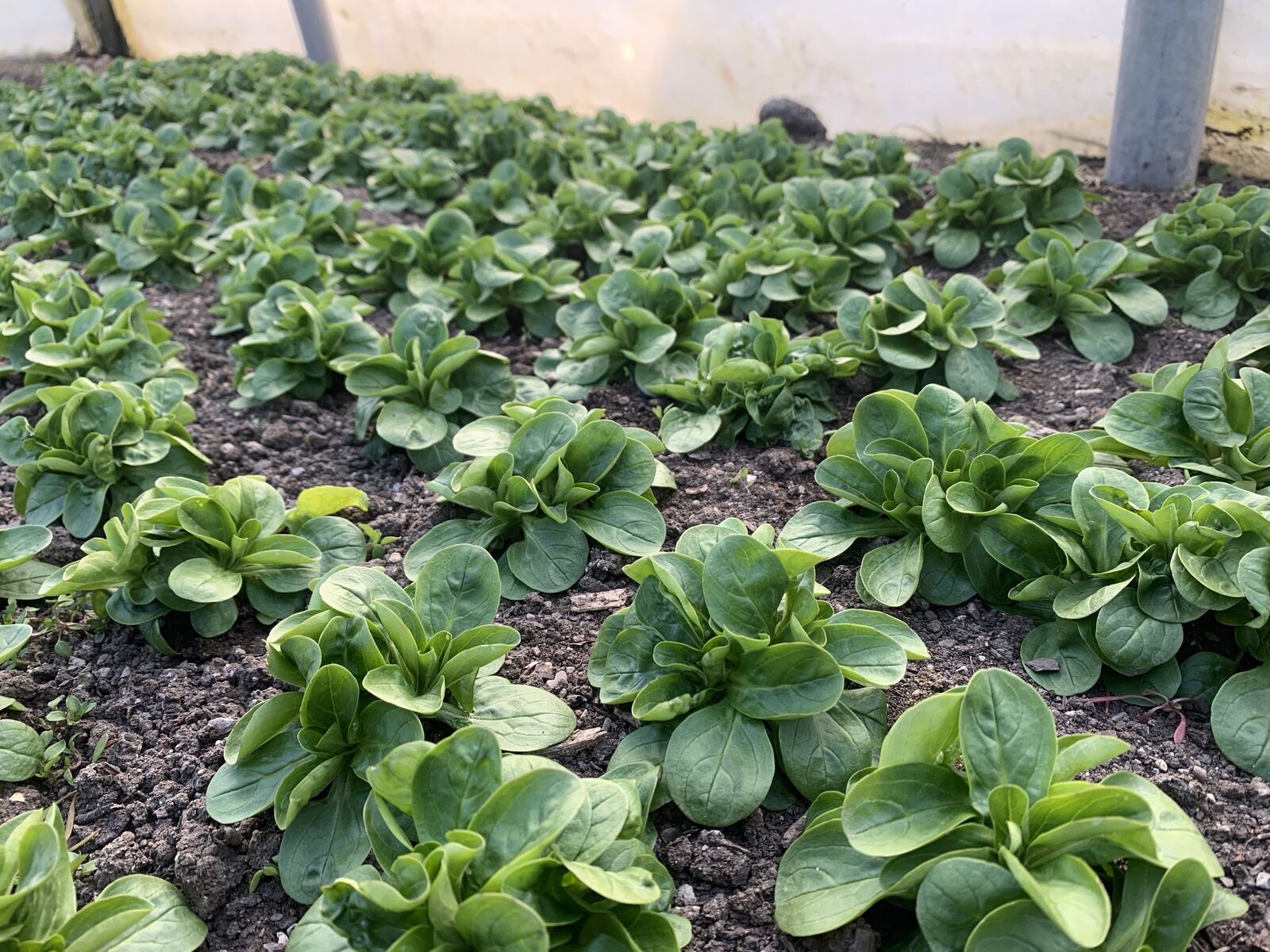 Lamb's lettuce in the greenhouse in winter