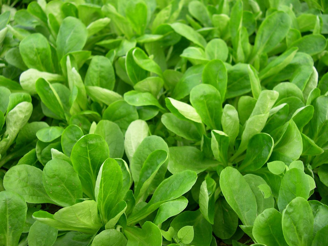 How to Grow Lettuce in Winter: Varieties, Sowing, Harvesting