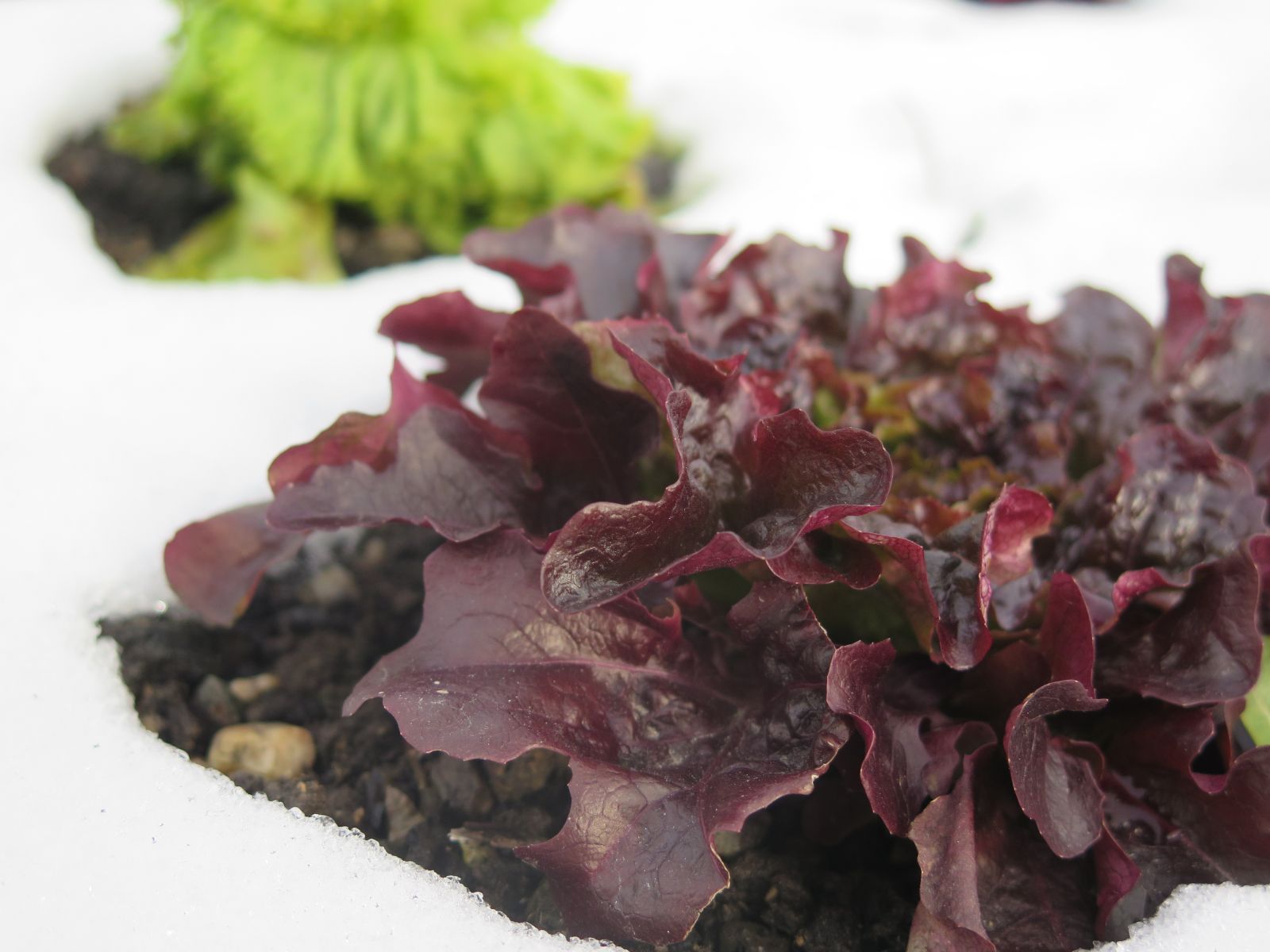Growing lettuce in winter