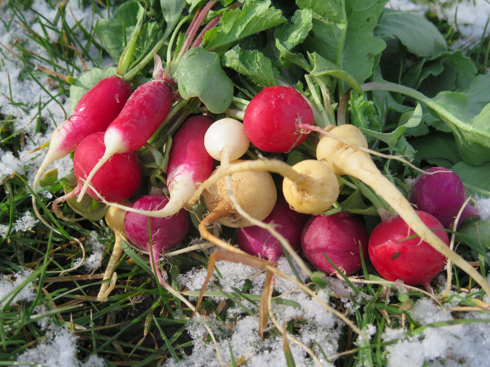 Growing radishes in winter