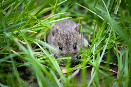 How to Get Rid of Voles in the Garden: How It Works