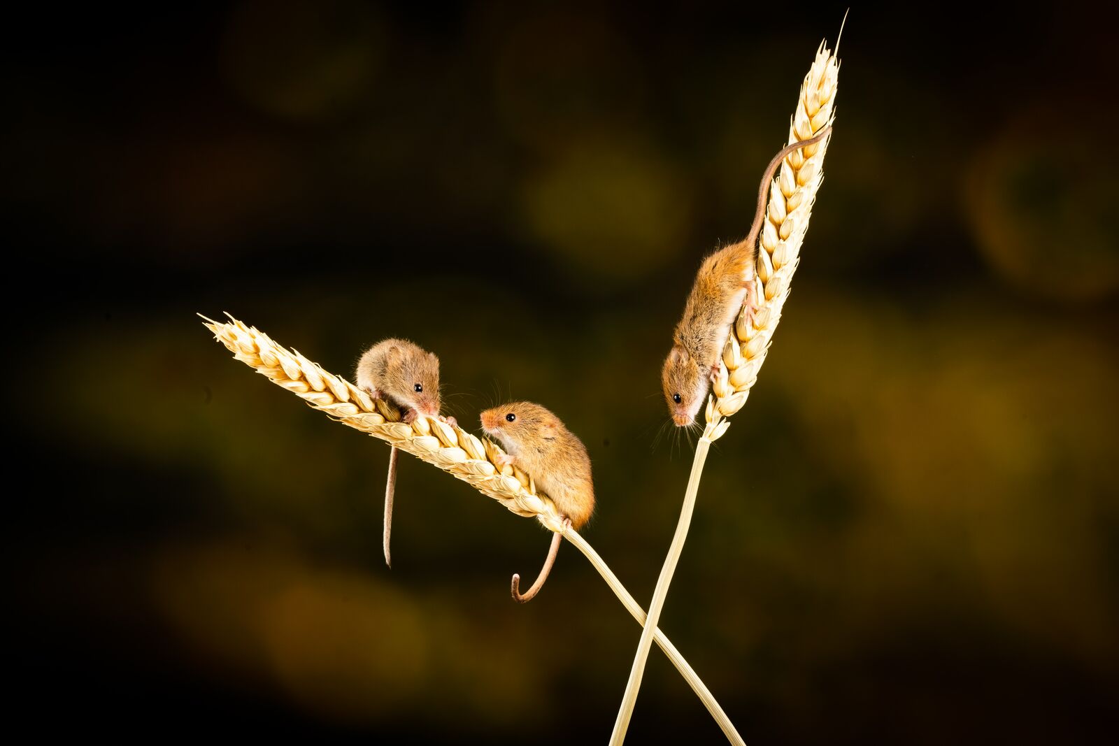 Field vole as a pest and its food