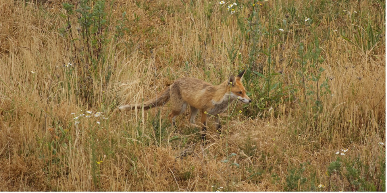 The fox: predator of the vole