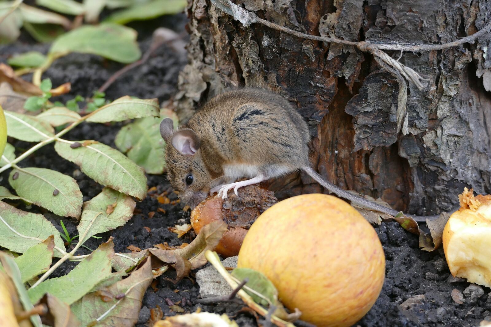 Drive mice out of the garden