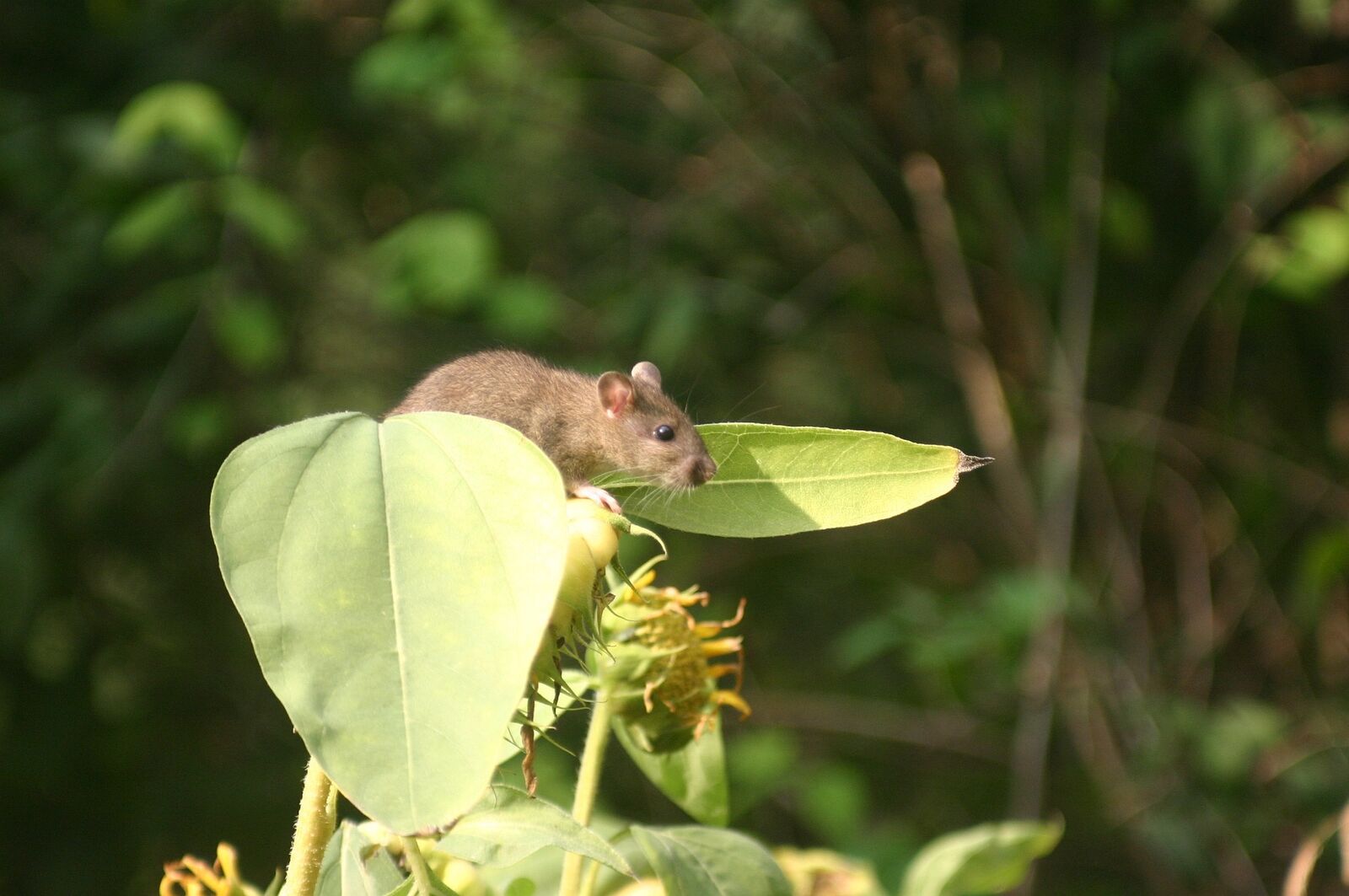 Vole or rat in the garden?