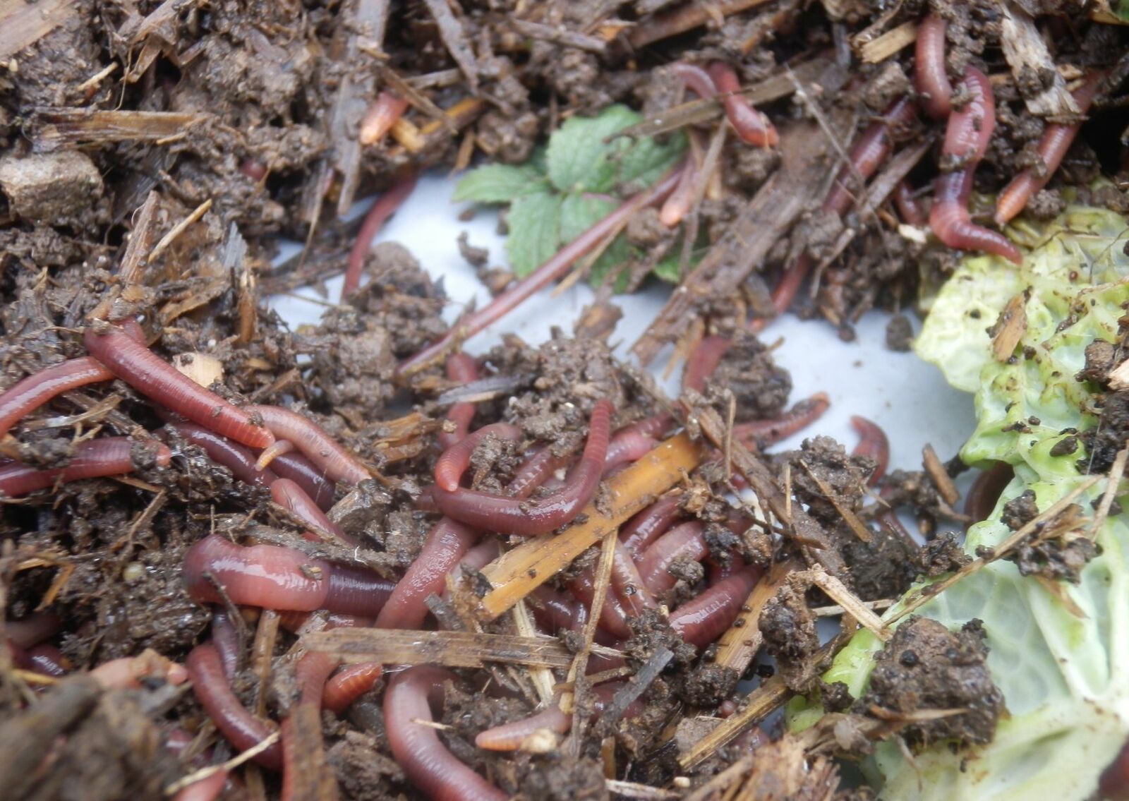 Kompostwürmer im Wurmkompost