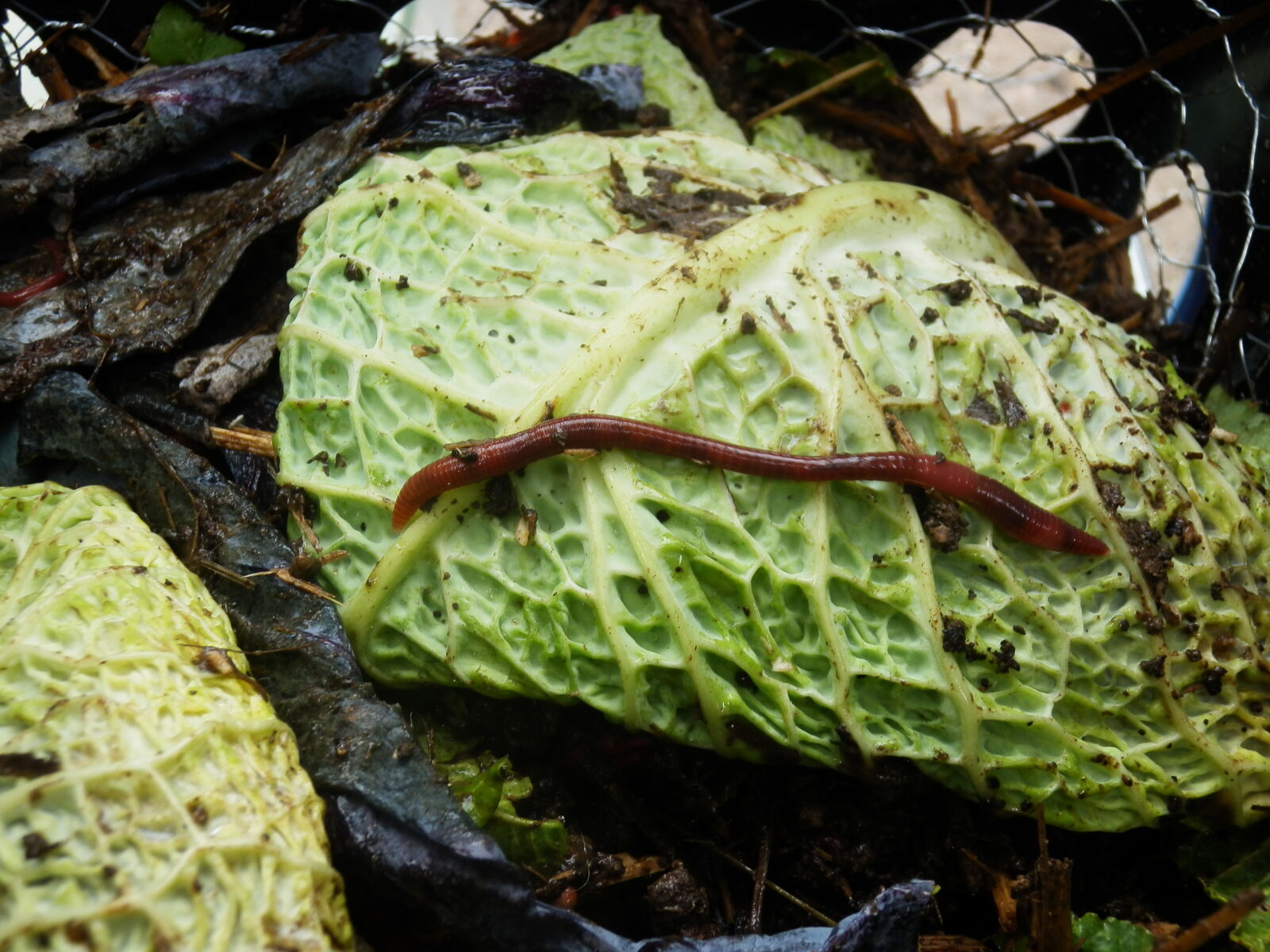 Kompostwurm und biomüll