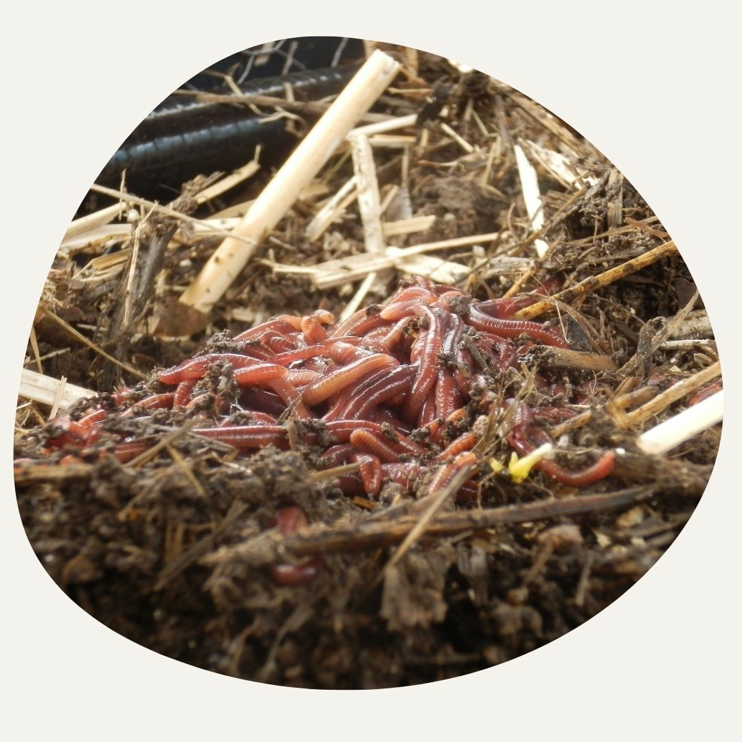 Wurmkomposter