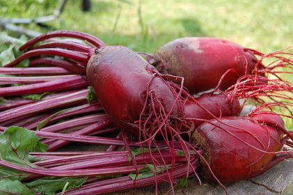 Recognizing and Combating Root Diseases