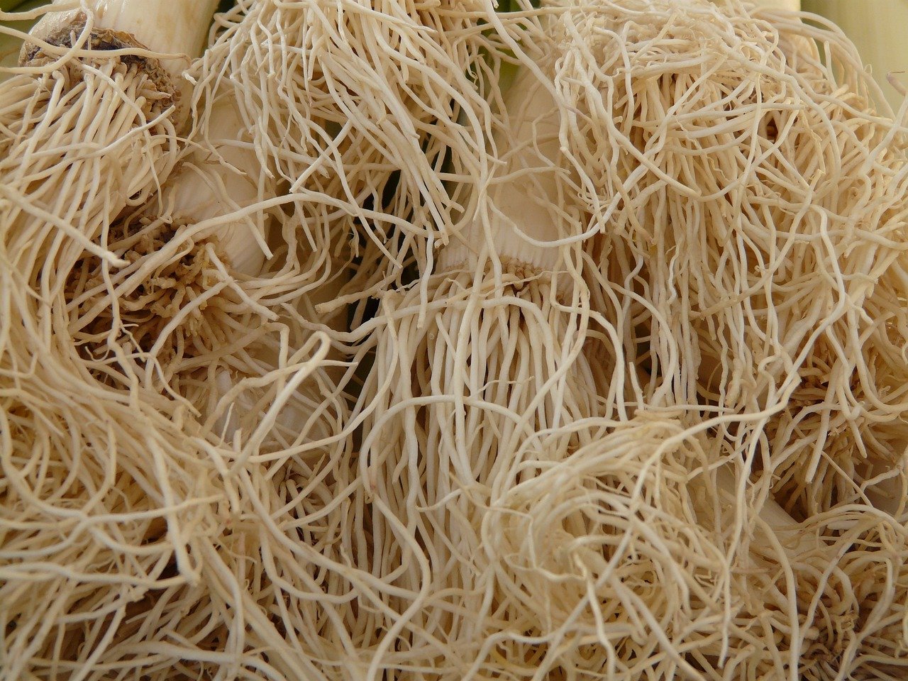 Spring onion roots.