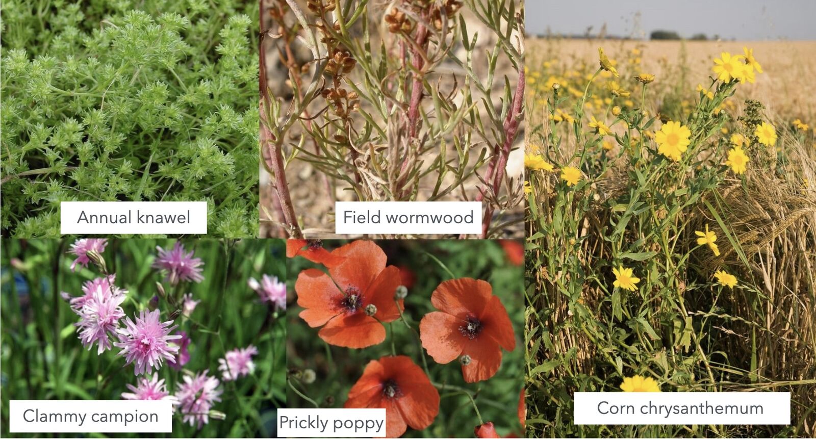 indicator plants for sandy soils