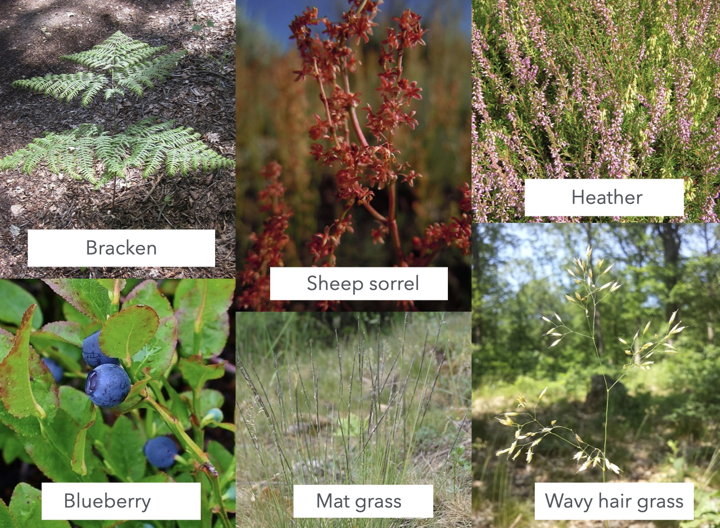 Indicator plants for acidic soil