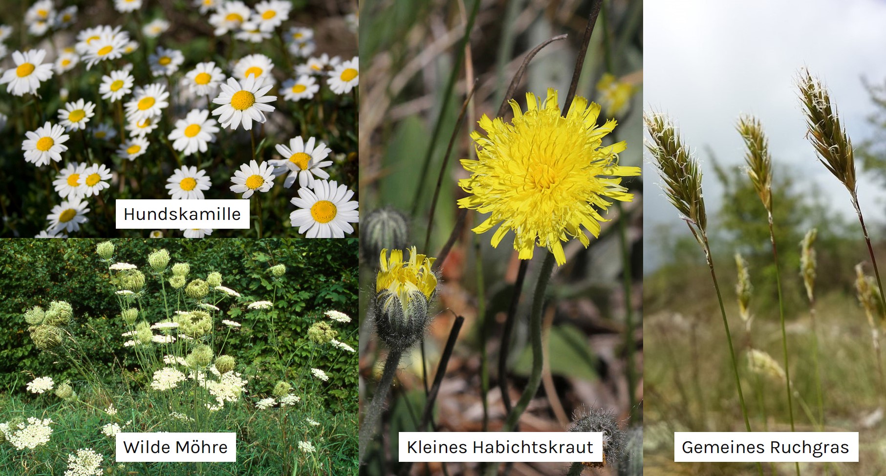 Zeigerpflanzen auf stickstoffarmen Böden