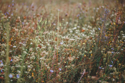 Indicator Plants in the Garden: List and Examples