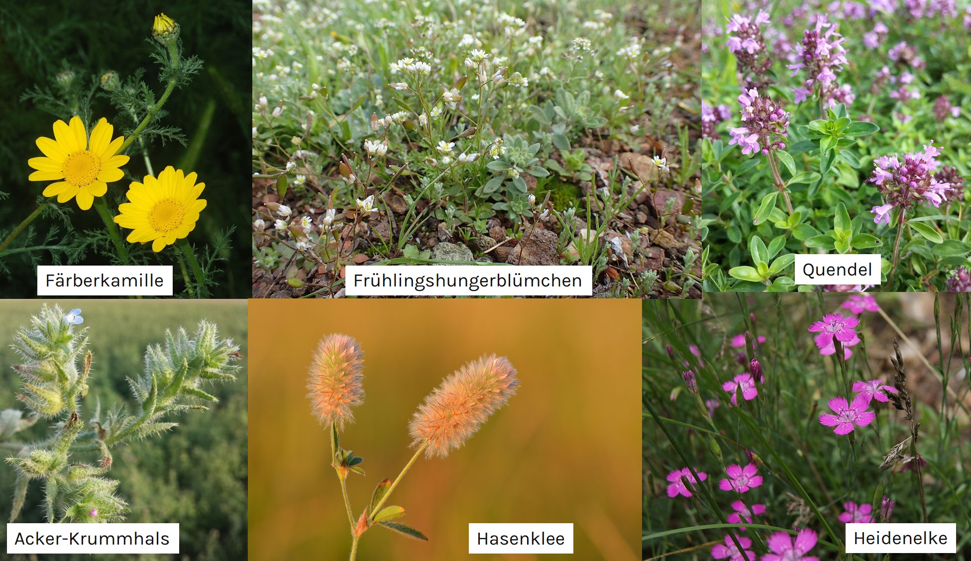 Zeigerpflanzen trockener Boden