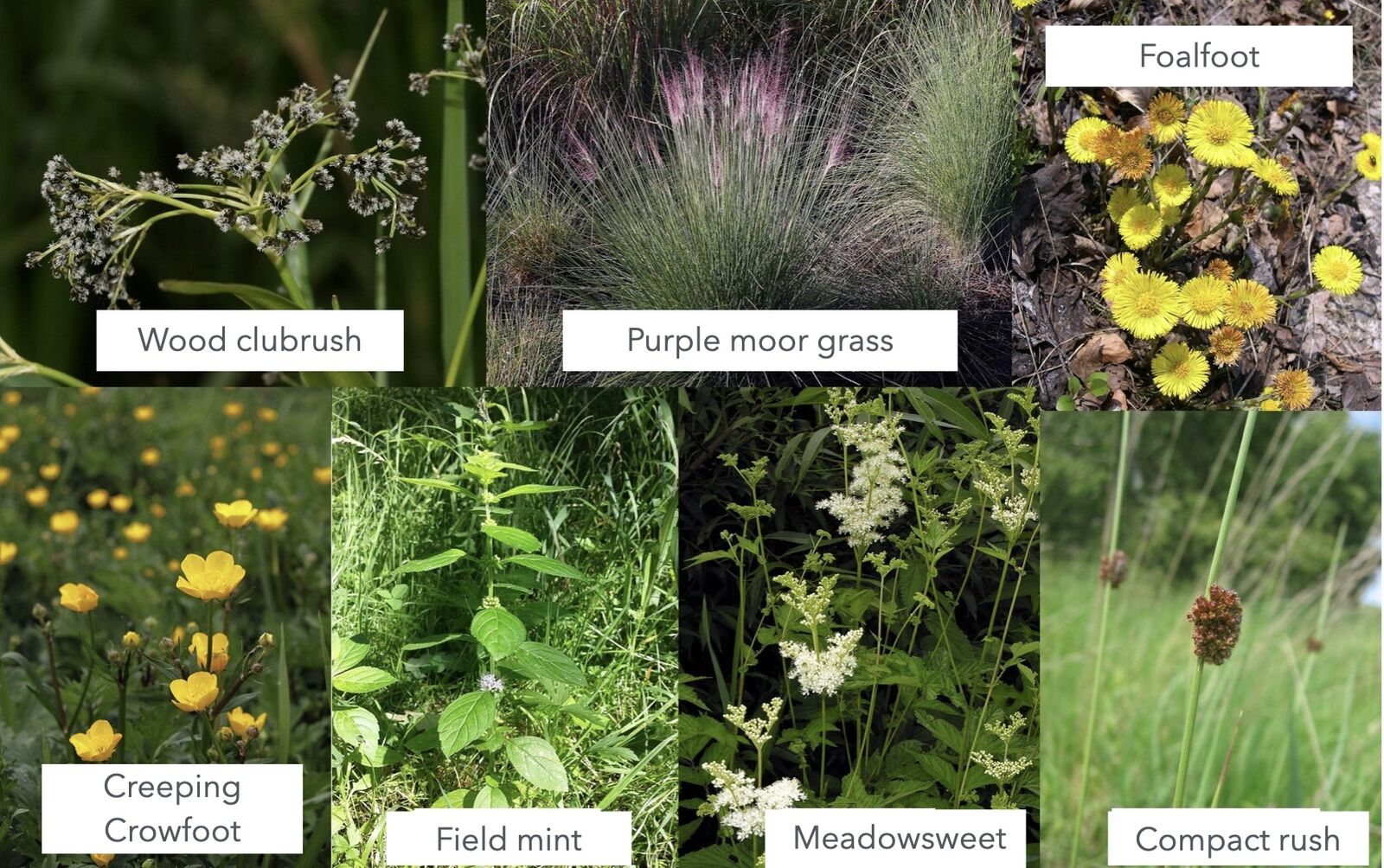 Indicator plants for moist, heavy soil