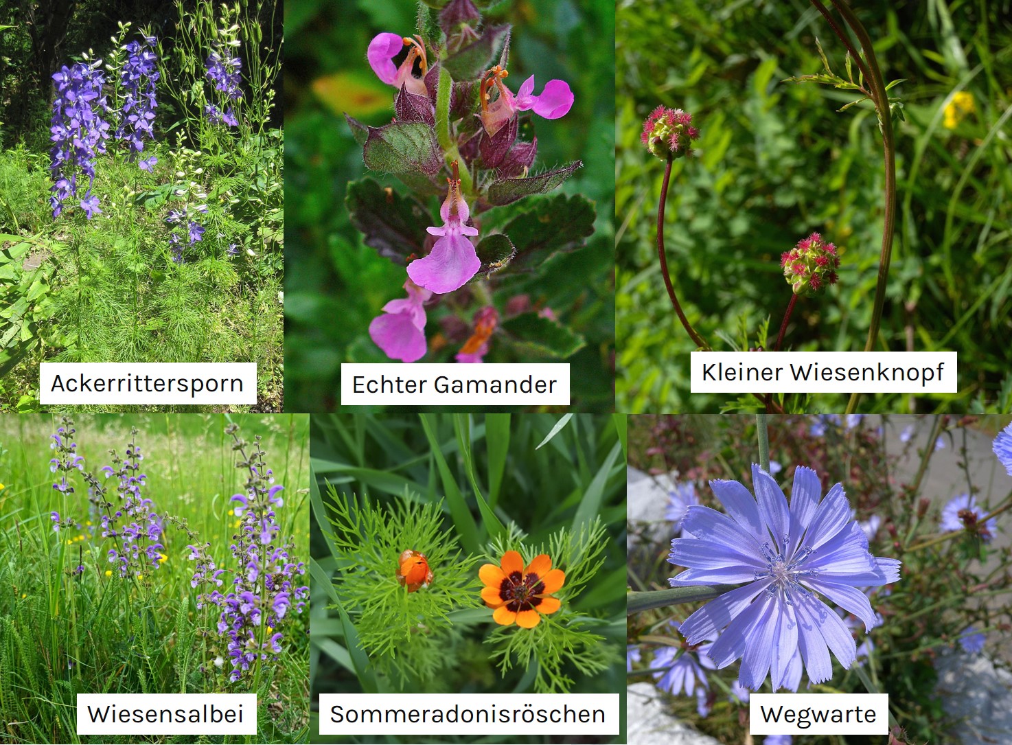 Zeigerpflanzen kalkreicher Böden