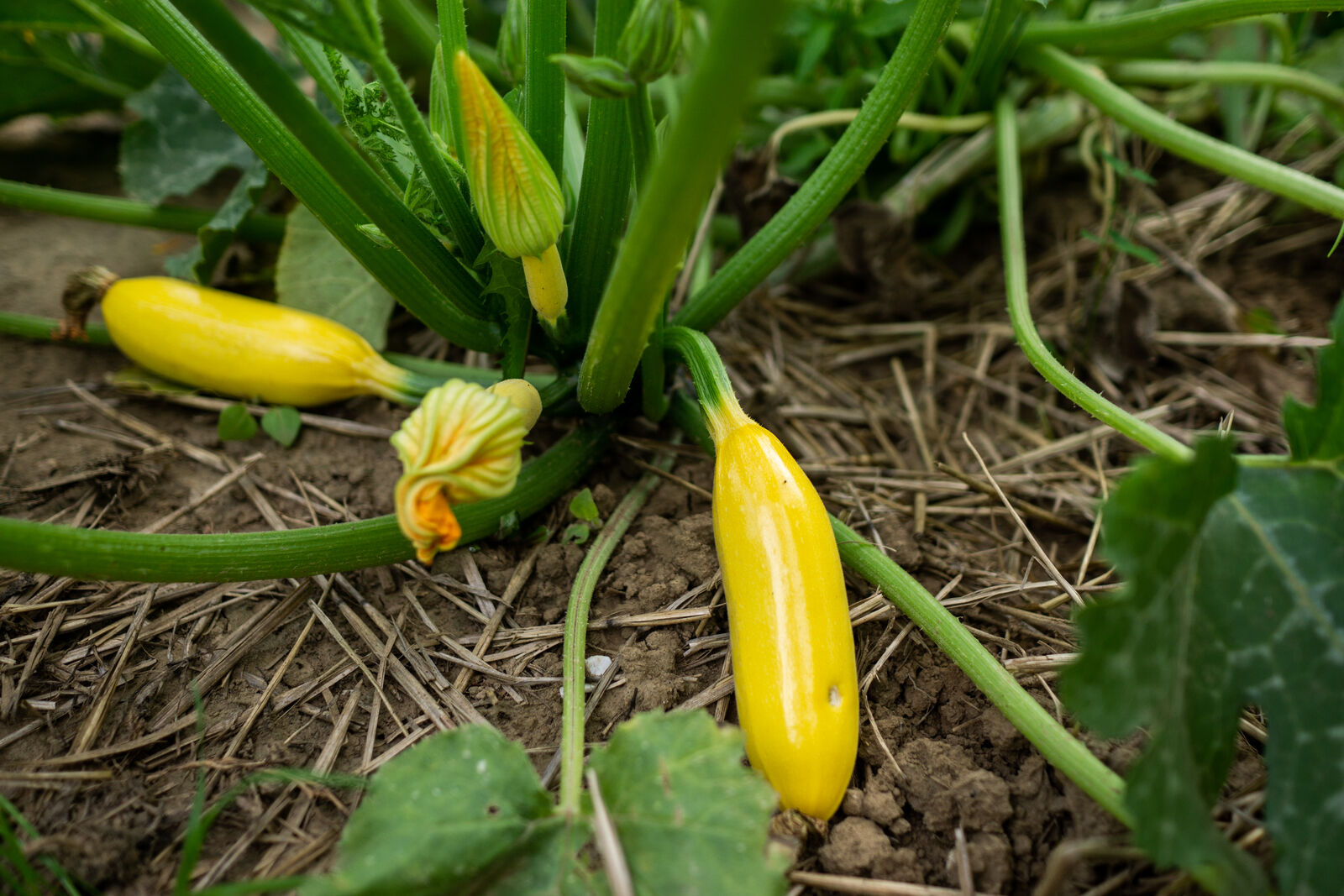 Zucchini in a bed