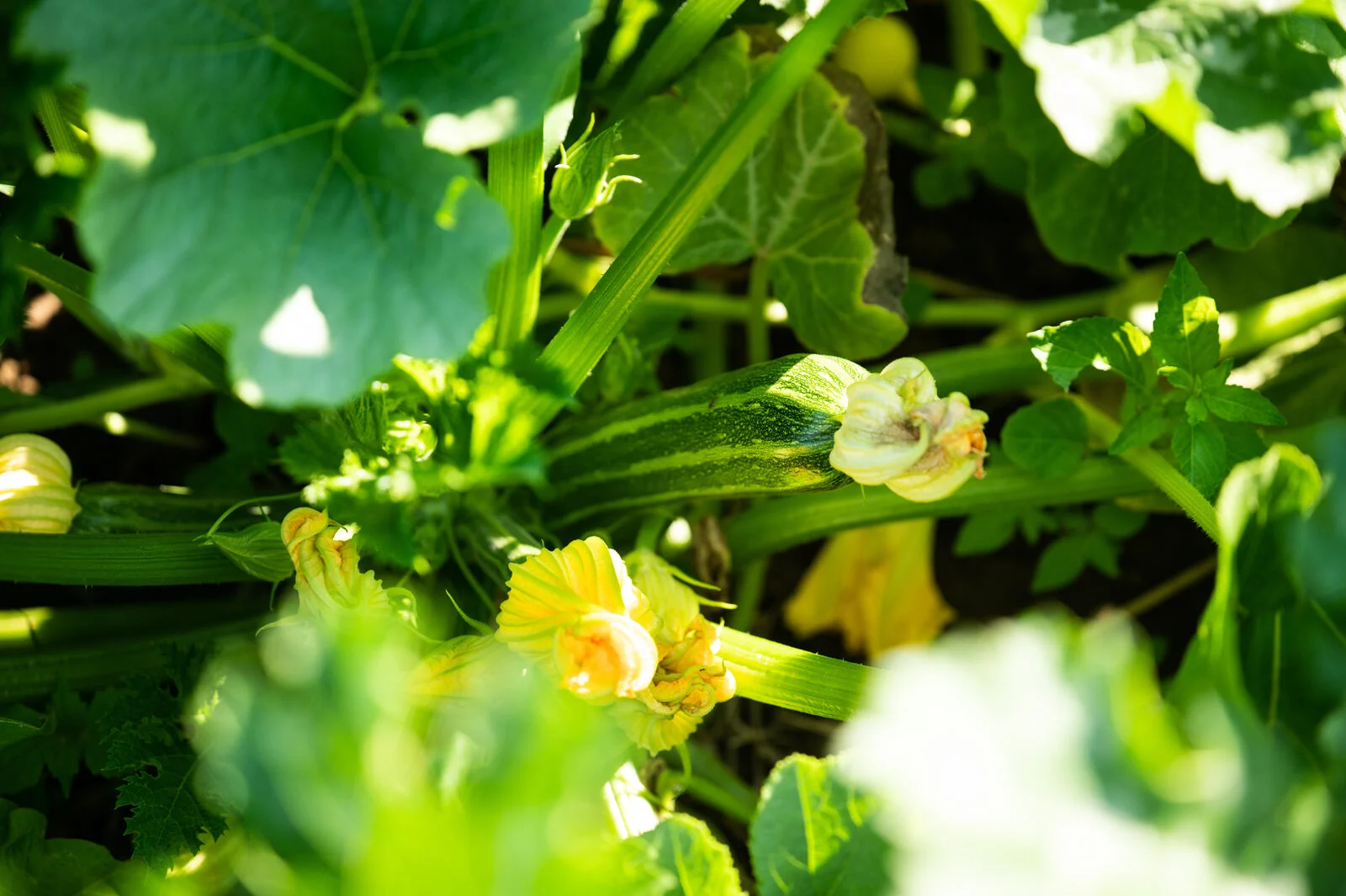 Zucchini plant