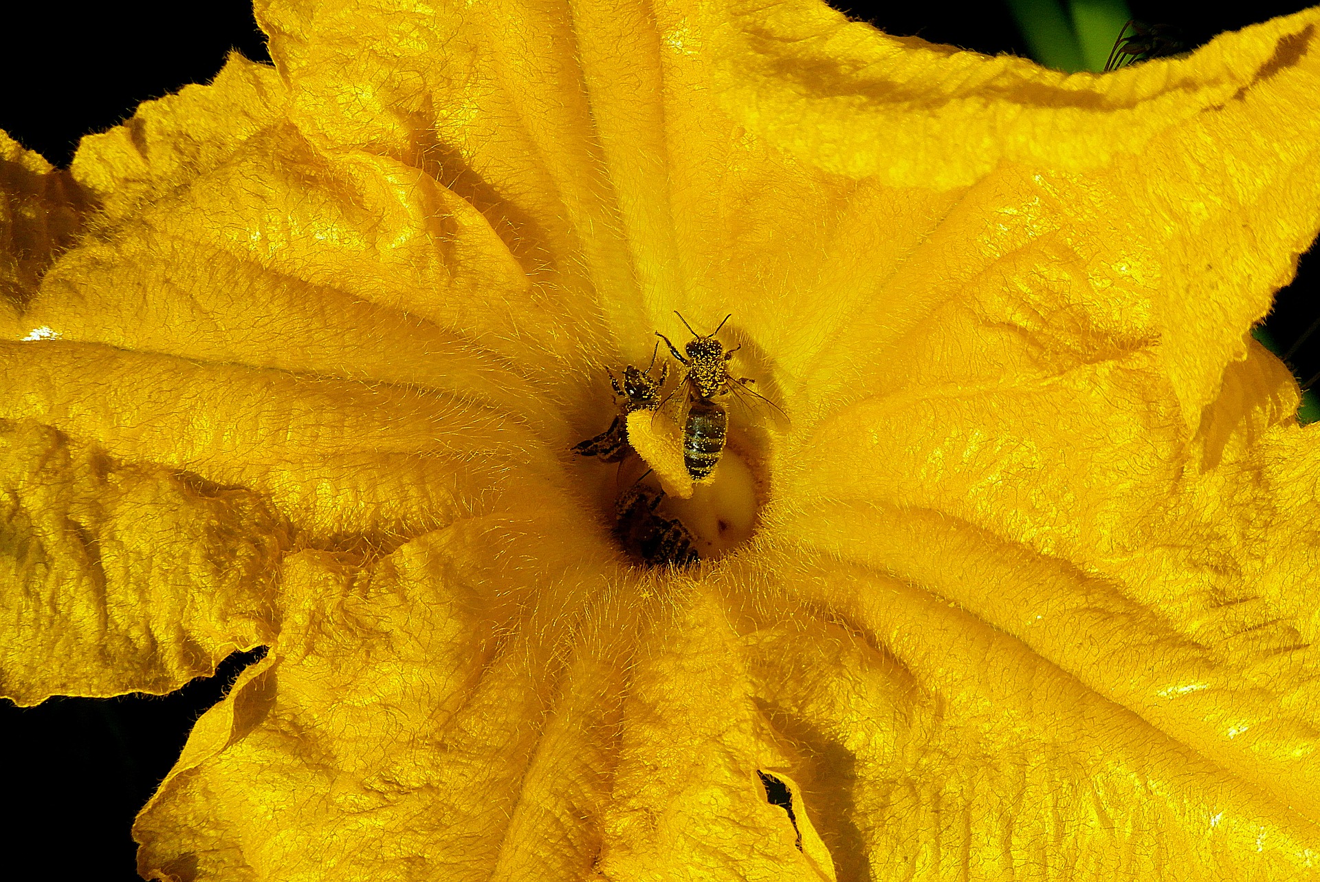 Zucchini flower with bee and pollen