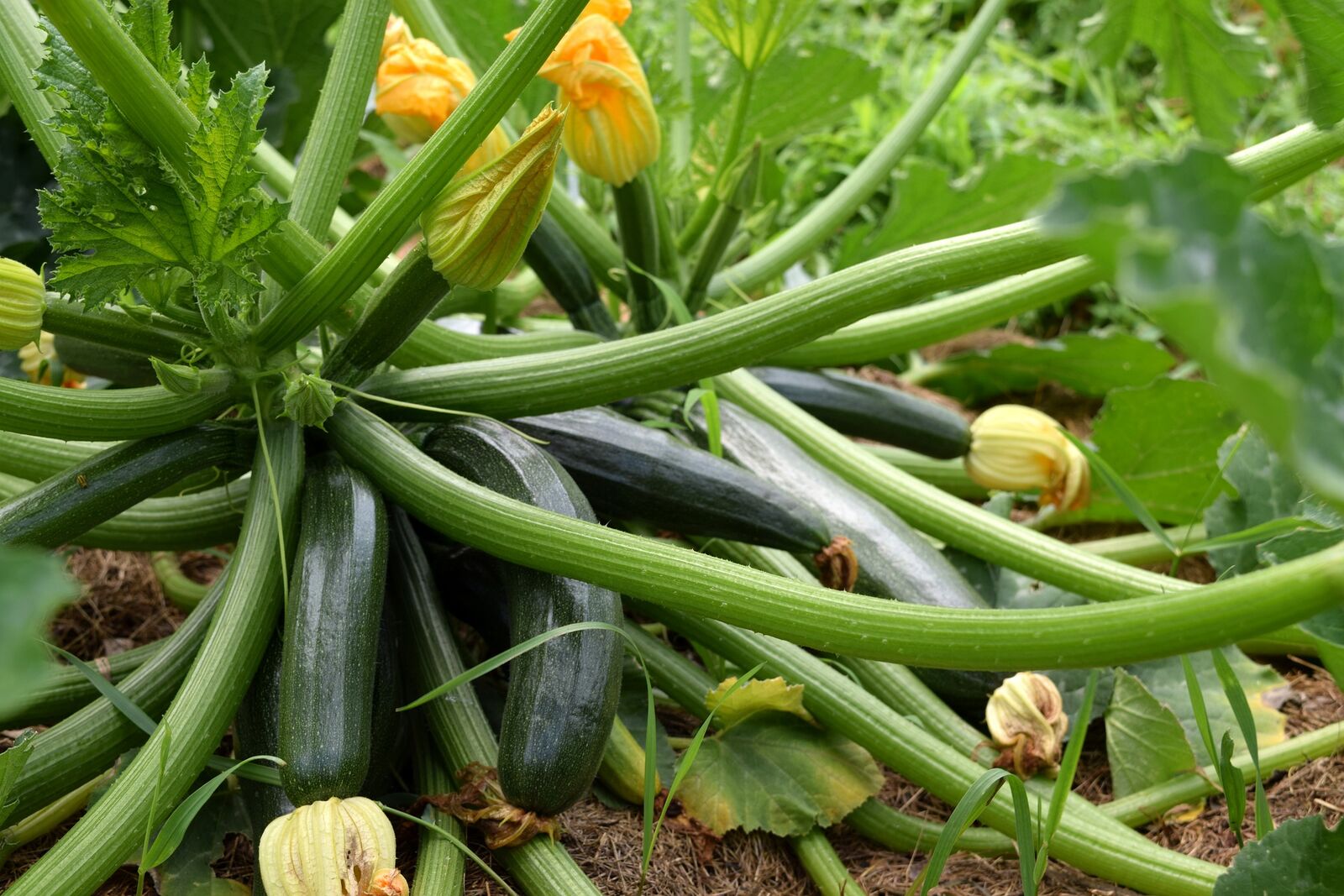 Zucchinipflanze mit vielen Zucchinis