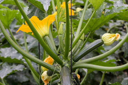 Growing Zucchini: How to Plant, Care for & Harvest