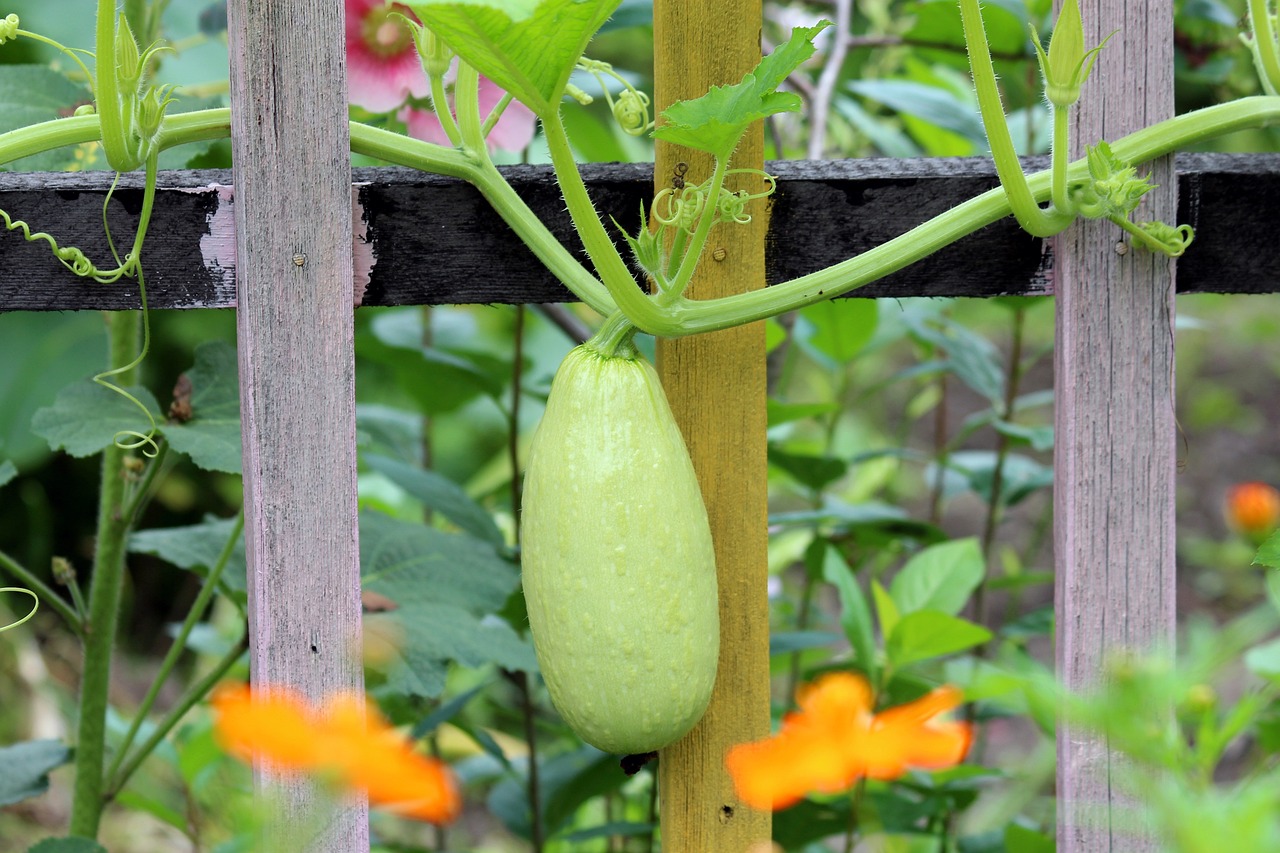 Zucchini climbing aid