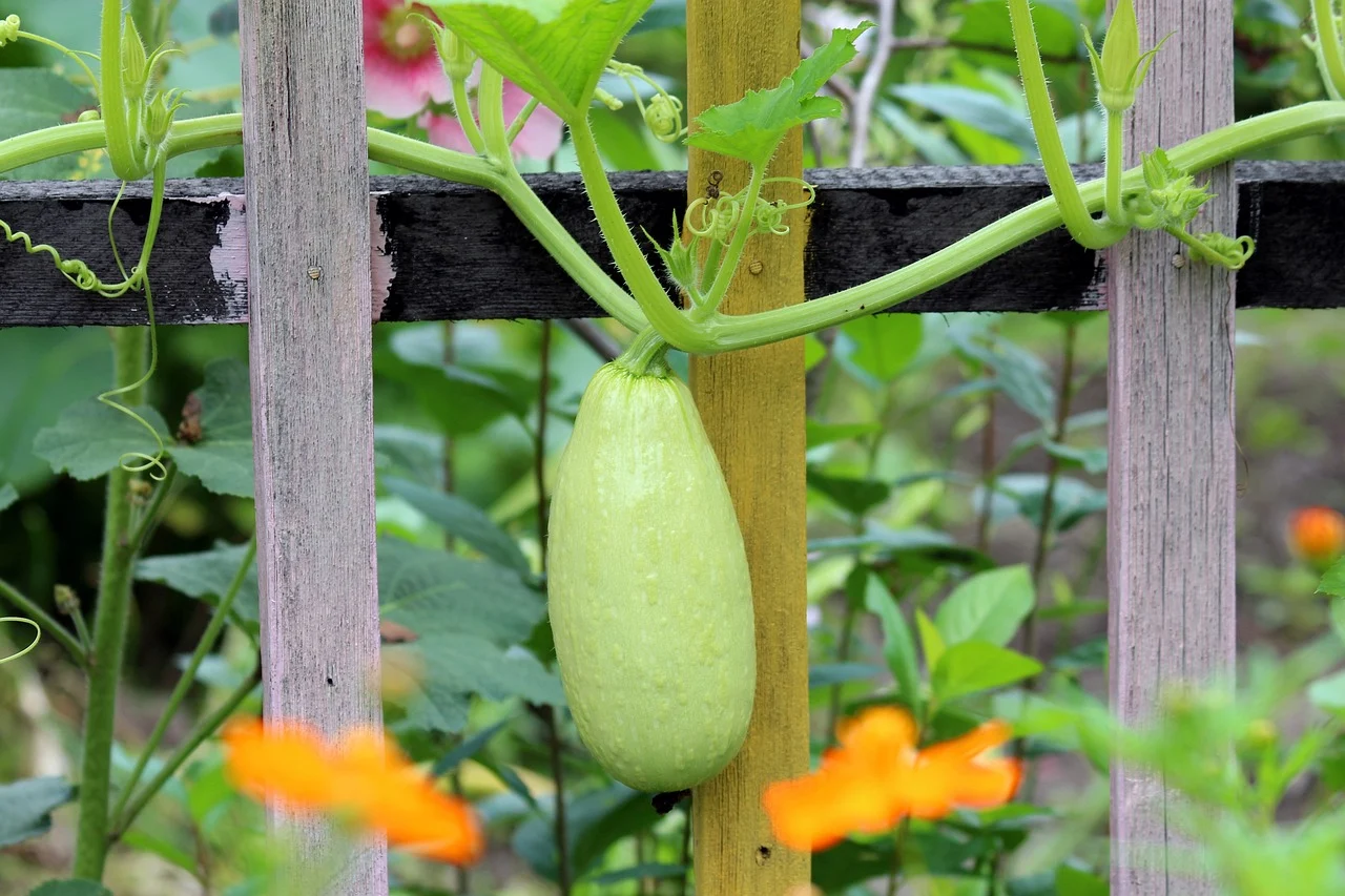 Courgette climbing aid