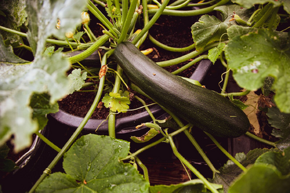 Growing courgettes vertically to save space: Ideas and tips