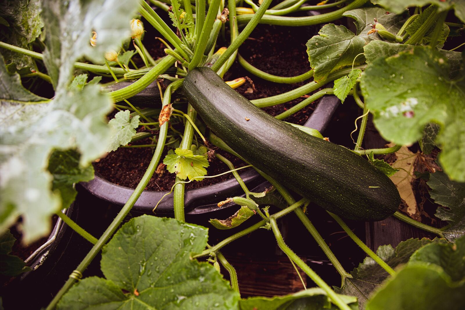 Growing courgettes vertically to save space: Ideas and tips