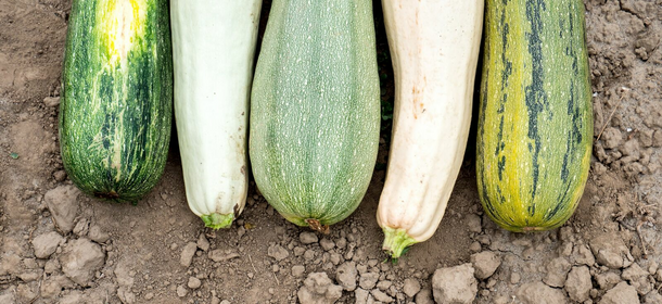 Runde, gelbe und alte Zucchini-Sorten: Eine Übersicht