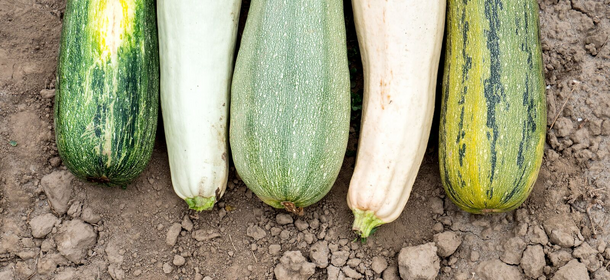 Different Types of Courgette: Round, Yellow and Climbing Varieties