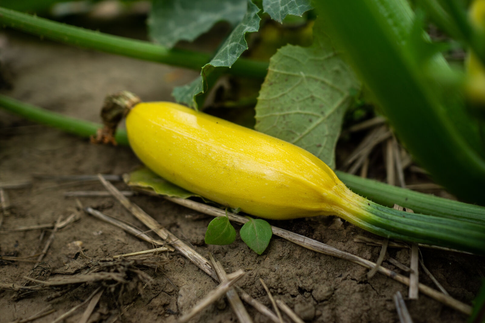 Yellow courgette