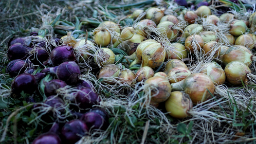 Harvesting and Storing Onions, Spring Onions & Shallots