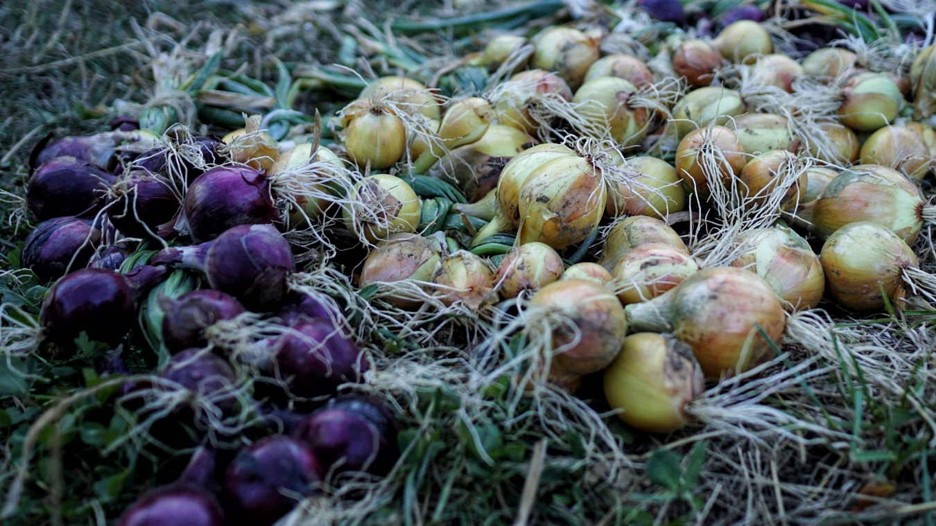 Harvesting and Storing Onions, Spring Onions & Shallots