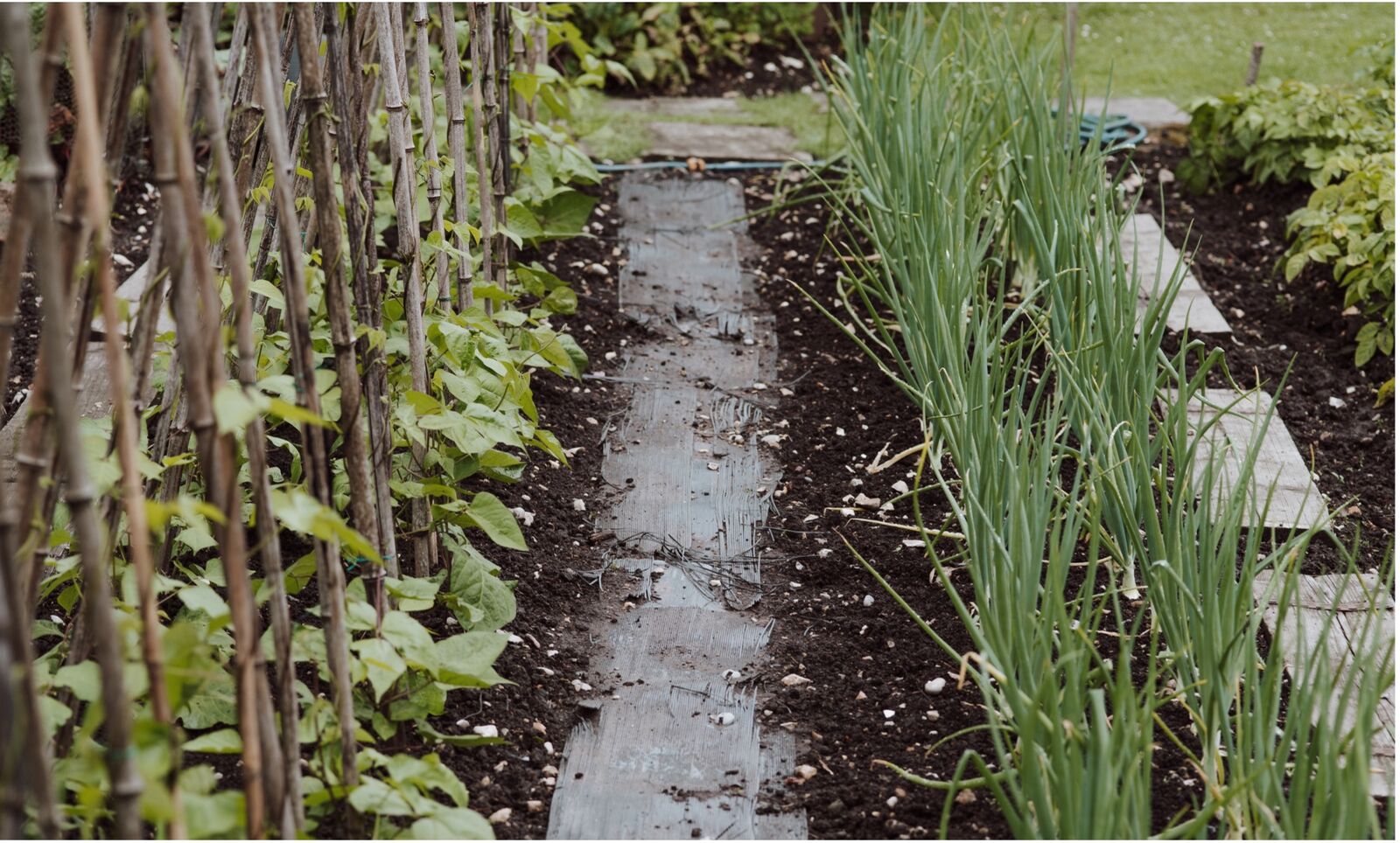 Onions-beans-bad-neighbors