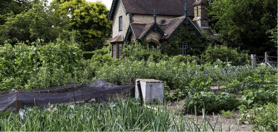 Onion fly protection nets