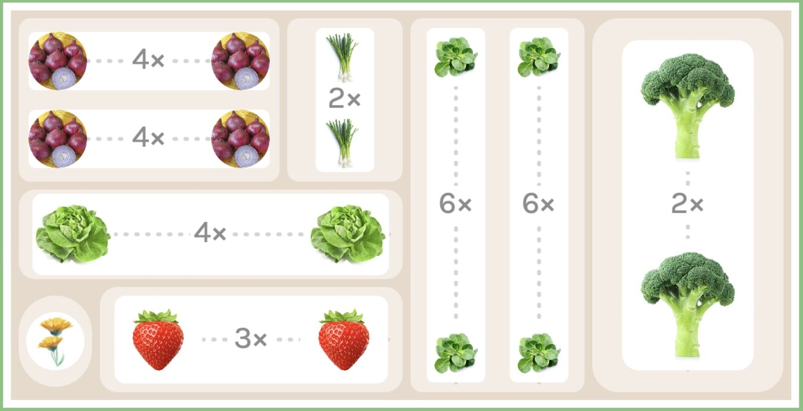 Onion preculture spring