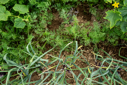 Companion Plants for Onions: What to Plant With Onions?