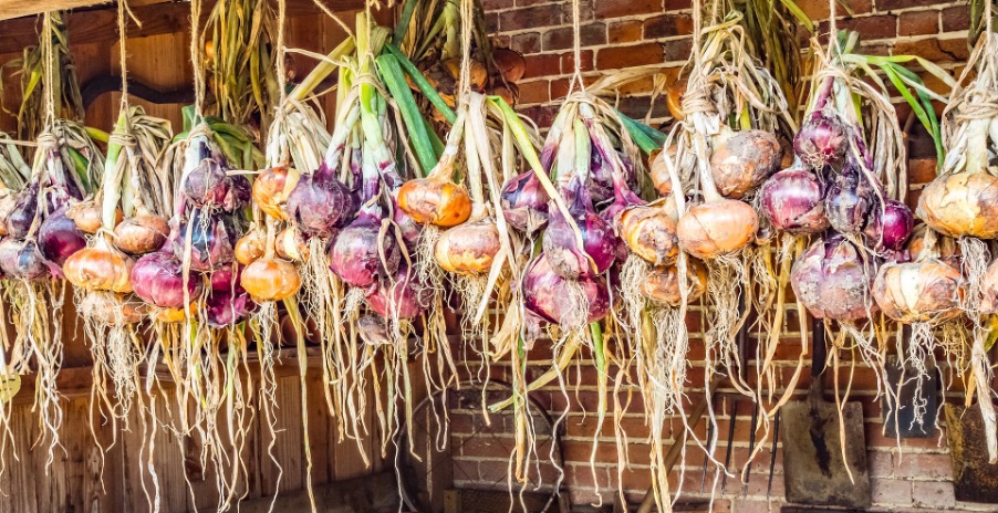 Harvesting and storing onions